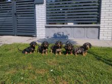 Këlyshë të bukur Dachshund në shitje