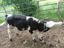 🔥🐄 SHITET VIÇË FEMËR SIMENTAL🔥🐄