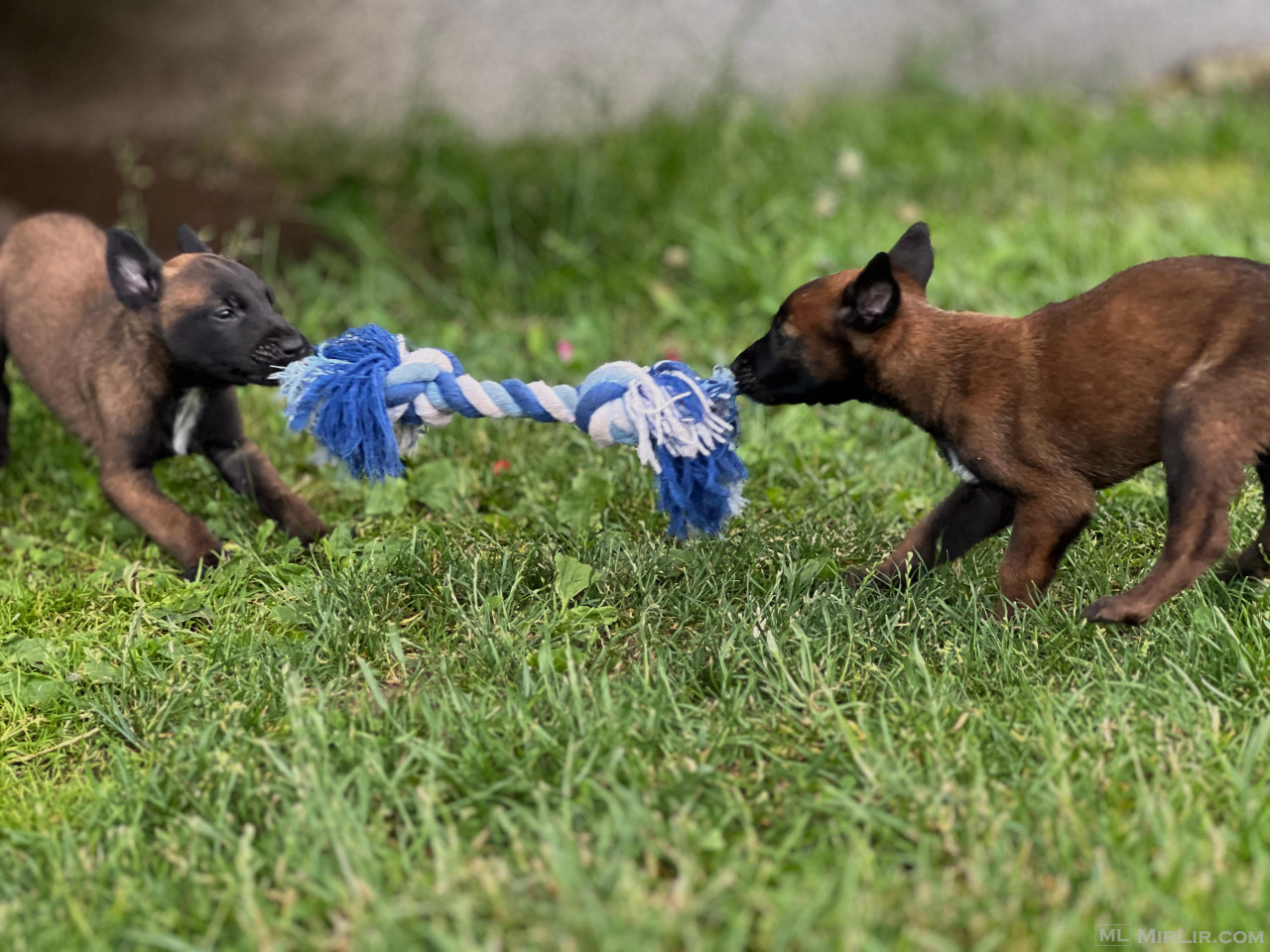Malinois belg