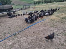Shiten pulat zojt