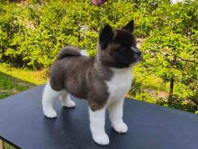 American akita puppy