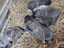 Shiten klysh Kangal mix Sharri