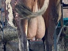 Lop qumshtore afer mu shtu
