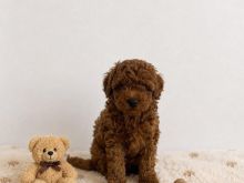 Qen poodle mini