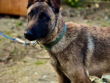 Malinois Belg