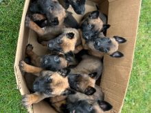 Belg malinois