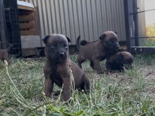 Belgian Malinois klysh 045322168