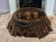 Dachshund xhuxh me qime të shkurtra