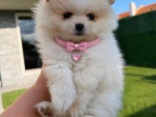 Pomeranian boo