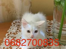 Shitet Mace Kotele femer Turkish Angora