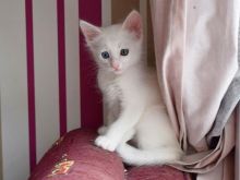 Shesim Turkish Angora