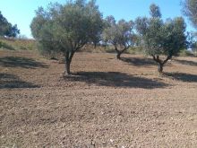 Truaje ullishte 500m2 deri ne 1500m2