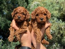 Qen Poodle mini