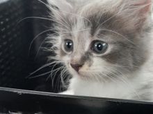 Mace kotele turkish angora