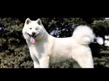 Shitet Qen Akita Inu