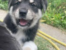 2 Qenush 1 muajsh per Adoptim