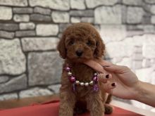 Qen poodle mini
