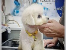 Këlyshë Bichon Frisé në shitje