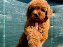 Toy Poodle oferte