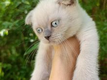 Scottish fold Shorthair