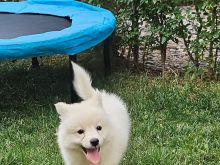 Shitet Qenushe – Japanese Spitz (Femër)