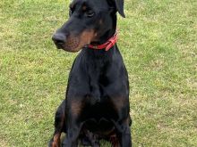 Qen Doberman