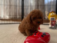 Qen poodle mini