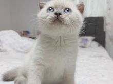 Scottish fold Shorthair