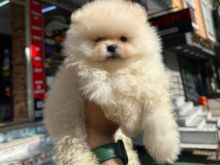 Qe Pomeranian original
