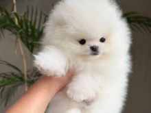 Pomeranian boo Oferte