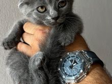 Scottish fold shitje