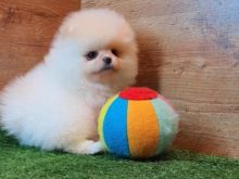 Pomeranian boo
