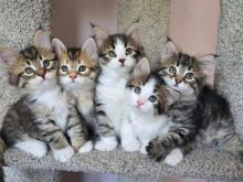 Mace kotele turkish angora