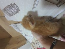Jepen 2 kotele per adoptim 1 muajshe