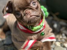 Chocolate Petit Brabancon (Smooth Brussel Griffon)