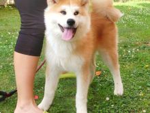Akita Inu – Këlyshë të mrekullueshëm