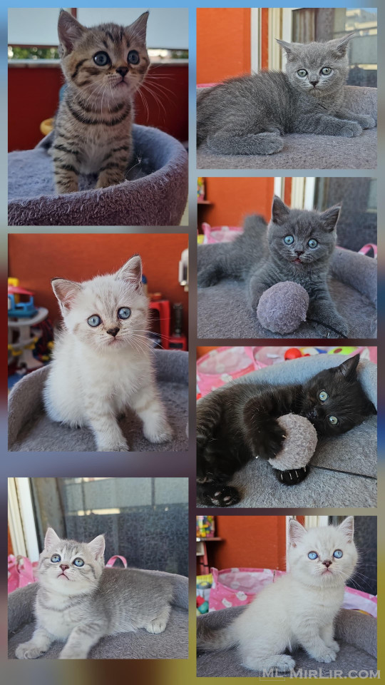 Shiten kotele british shorthair