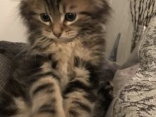 Mace kotele turkish angora