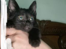 Jepen 4 kotele per adoptim 1 muajshe