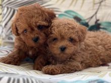 Toy Poodle