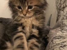 Mace kotele turkish angora
