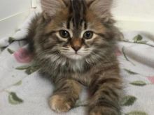 Mace kotele turkish angora
