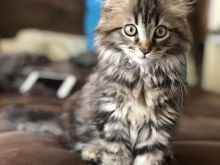 Mace kotele turkish angora