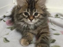 Mace kotele turkish angora