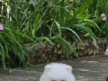 Pomeranian boo