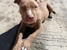 Shes Pitbull