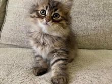 Mace kotele turkish angora