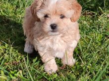 Maltipoo Mini