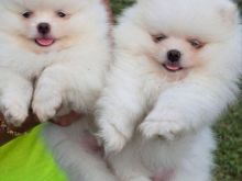 Pomeranian boo