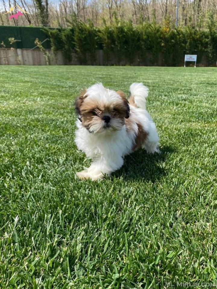 Shih tzu